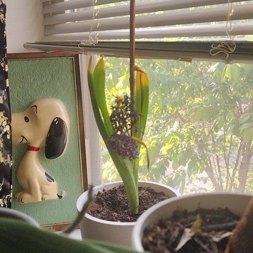 Photo of the plant species Hyacinth by @PetBucaneve60 named Belle Hyacinthus orientalis on Greg, the plant care app