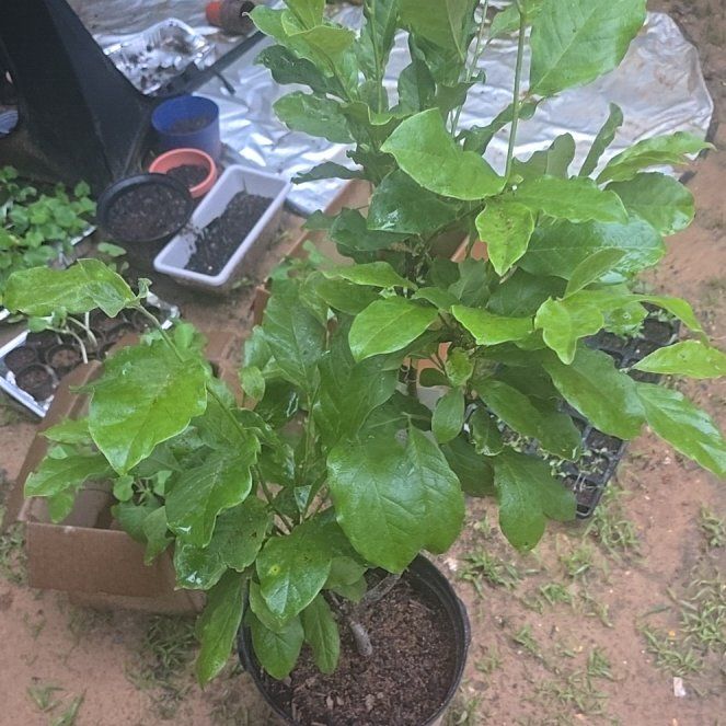 Photo of the plant species Jane Magnolia by @PetChards21 named Spike Leaves on Greg, the plant care app