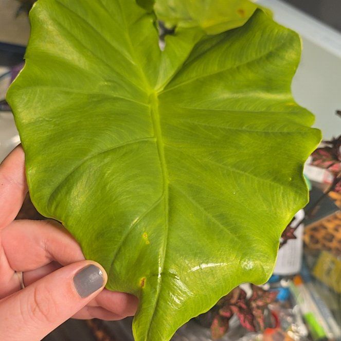 Photo of the plant species Alocasia Yucatan Princess by @PetChards21 named Eva on Greg, the plant care app