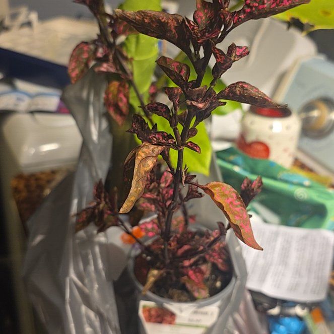 Photo of the plant species Polka Dot Plant 'Rose' by @PetChards21 named Pax on Greg, the plant care app