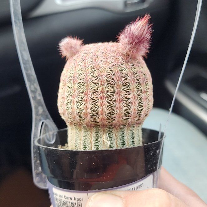 Photo of the plant species Rainbow Hedgehog Cactus by @PremiumBeech92 named Phyllis on Greg, the plant care app