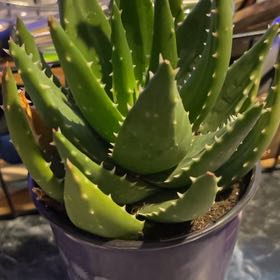 Photo of the plant species Gold Tooth Aloe by @NurseBethRN named Nemo on Greg, the plant care app