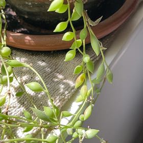 Photo of the plant species String of Tears by @NurseBethRN named Xena on Greg, the plant care app