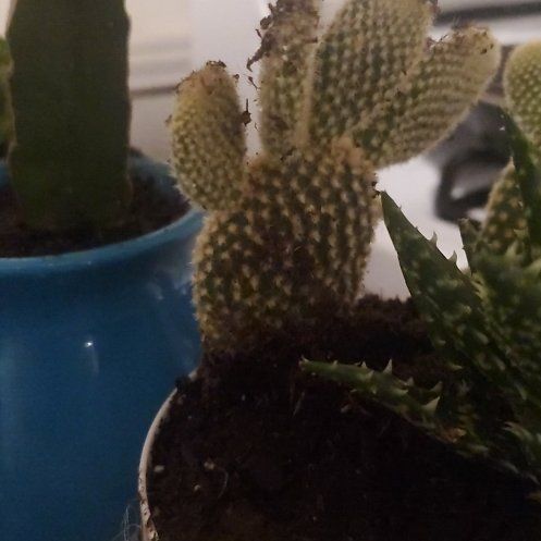 Photo of the plant species Opuntia microdasys albata by @calvertmom3 named Cactus Everdeen on Greg, the plant care app