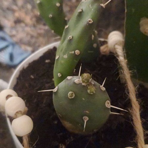 Photo of the plant species Quimilo Prickly Pear by @calvertmom3 named Spike on Greg, the plant care app