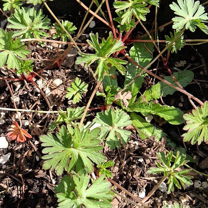 Photo of the plant species Carolina Crane's-Bill by @InerrantCowvine named Marilyn on Greg, the plant care app