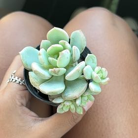 Photo of the plant species Graptoveria 'Moonglow' by @DrivenCowslip6 named Michelle Branch on Greg, the plant care app