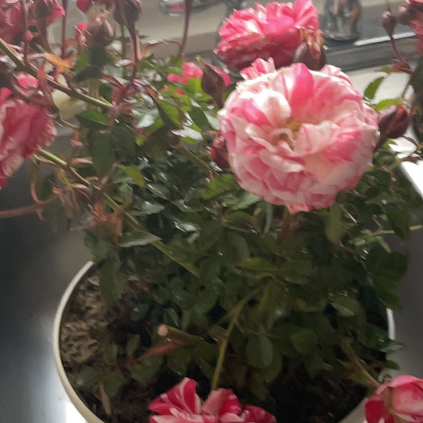 Photo of the plant species Candy Cream Rose by @YeahRimu12 named Emerson on Greg, the plant care app