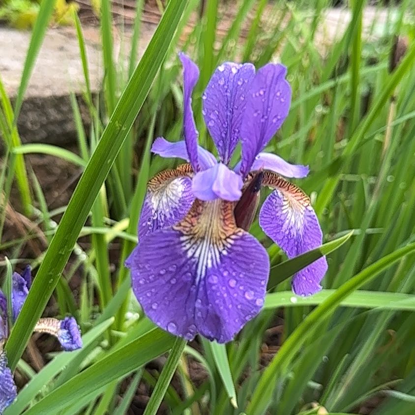 Photo of the plant species Siberian Iris by @StarScaldweed59 named Purple Iris (Garden) on Greg, the plant care app