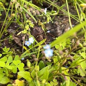 Photo of the plant species True Forget-Me-Not by @StarScaldweed59 named Rihanna on Greg, the plant care app