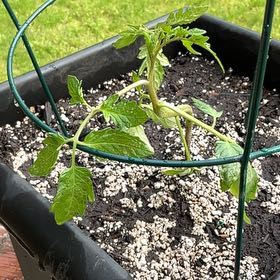 Photo of the plant species Cherokee Purple Tomato by @StarScaldweed59 named Tomato Me Purple on Greg, the plant care app