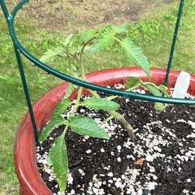 Photo of the plant species Tomato 'Black Krim' by @StarScaldweed59 named Black Krim on Greg, the plant care app