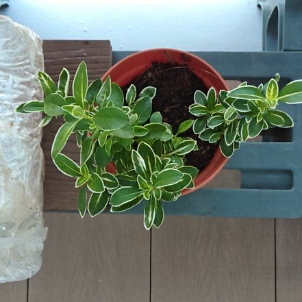 Photo of the plant species Summer Snow Rose by @TirelessMint named Zeus on Greg, the plant care app