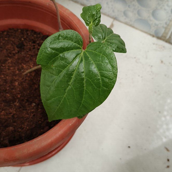 Photo of the plant species Betel by @EarthlyRedbean6 named Kendall on Greg, the plant care app