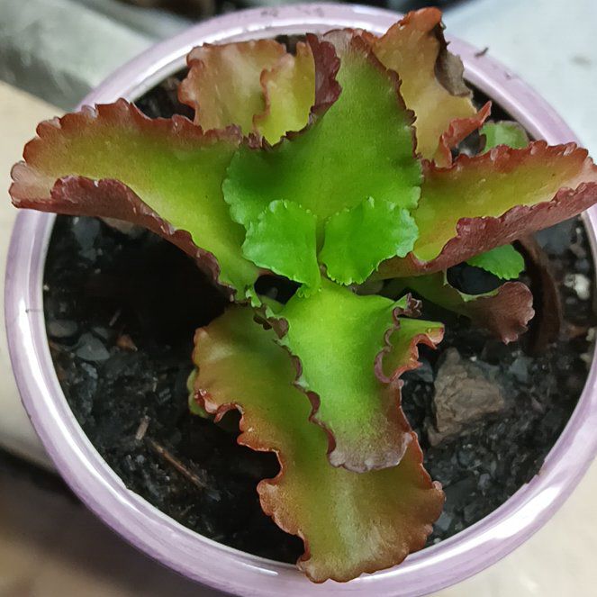 Photo of the plant species Echeveria 'First Lady' by @Horne4645 named Winston on Greg, the plant care app