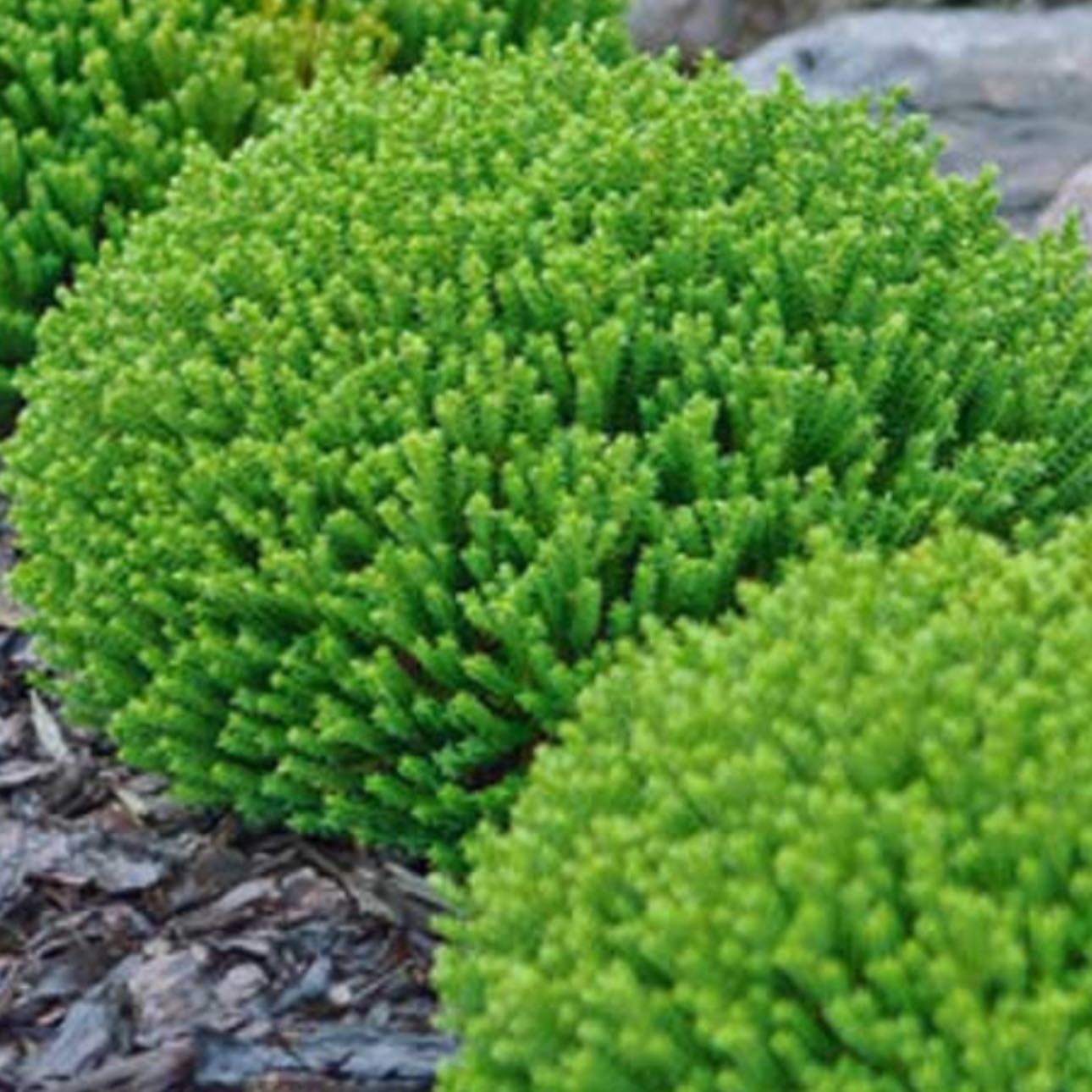 Photo of the plant species Hebe 'Green Globe' by @CentralMira34 named Harry on Greg, the plant care app