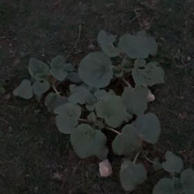 Photo of the plant species Elephant Tusks by @GlossyChosmo86 named Nemo on Greg, the plant care app