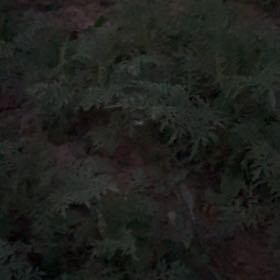 Photo of the plant species Sticky Nightshade by @GlossyChosmo86 named Harmony on Greg, the plant care app
