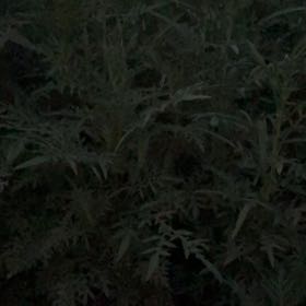 Photo of the plant species Annual Ragweed by @GlossyChosmo86 named Darwin on Greg, the plant care app