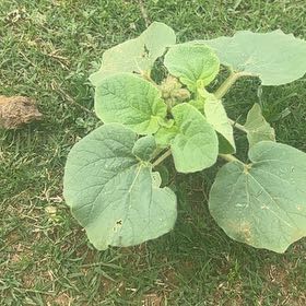 Photo of the plant species Elephant Tusks by @GlossyChosmo86 named Anne on Greg, the plant care app