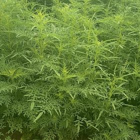 Photo of the plant species Annual Ragweed by @GlossyChosmo86 named Figyonce on Greg, the plant care app