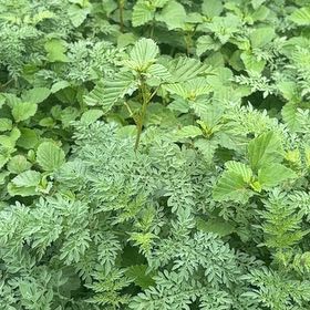 Photo of the plant species Conium Maculatum by @GlossyChosmo86 named Emerson on Greg, the plant care app
