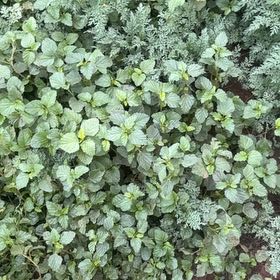 Photo of the plant species Spreading Pellitory by @GlossyChosmo86 named Aristotle on Greg, the plant care app