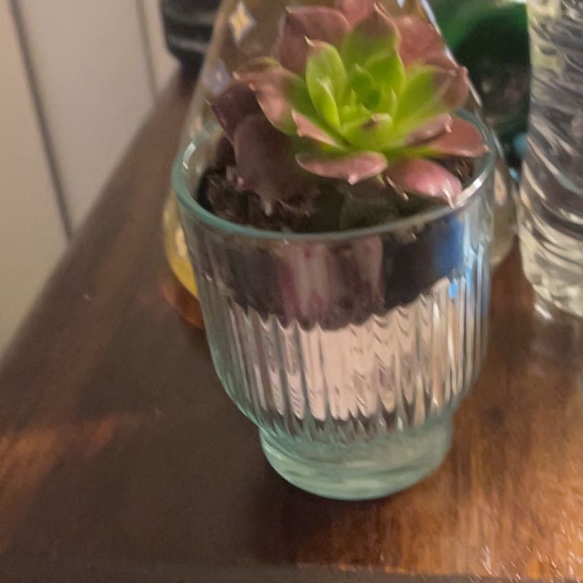 Plant care for Jovibarba 'Giuseppi' on Greg, the plant care app