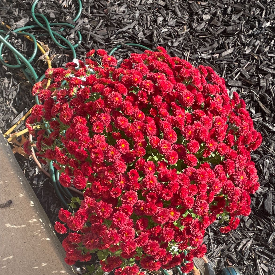 Chrysanthemum plant with vibrant red flowers, appearing healthy and well-maintained.