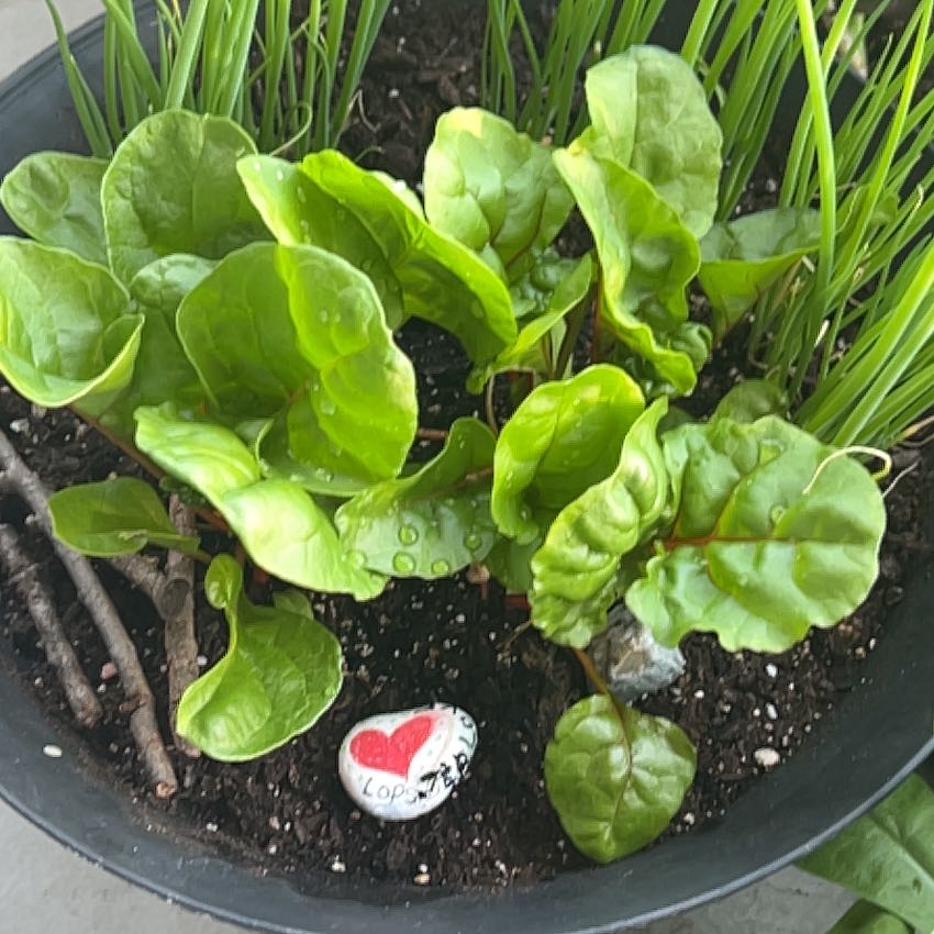 Photo of the plant species Swiss Chard by @LactoseFarts named Peter Parker on Greg, the plant care app