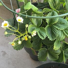 Photo of the plant species Eversweet Strawberry by @LactoseFarts named Gaga on Greg, the plant care app