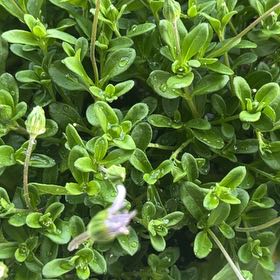 Photo of the plant species Blue Daisy by @LactoseFarts named Anne on Greg, the plant care app