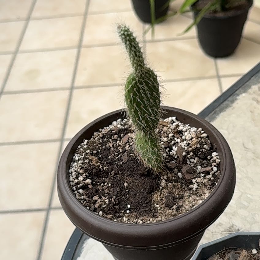 Photo of the plant species Snow Prickly Pear by @CactusBiker named Treeyoncé on Greg, the plant care app