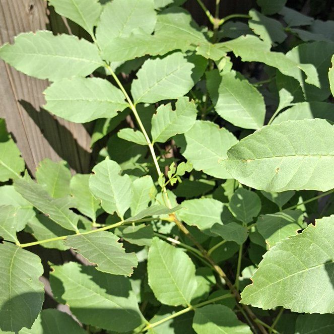 Photo of the plant species Green Ash by @JocundKaramu24 named Baesil on Greg, the plant care app