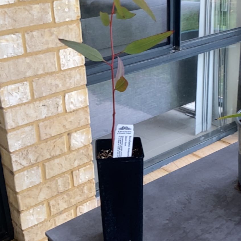 Photo of the plant species Coral Gum by @YokeLychee7 named Osmo on Greg, the plant care app