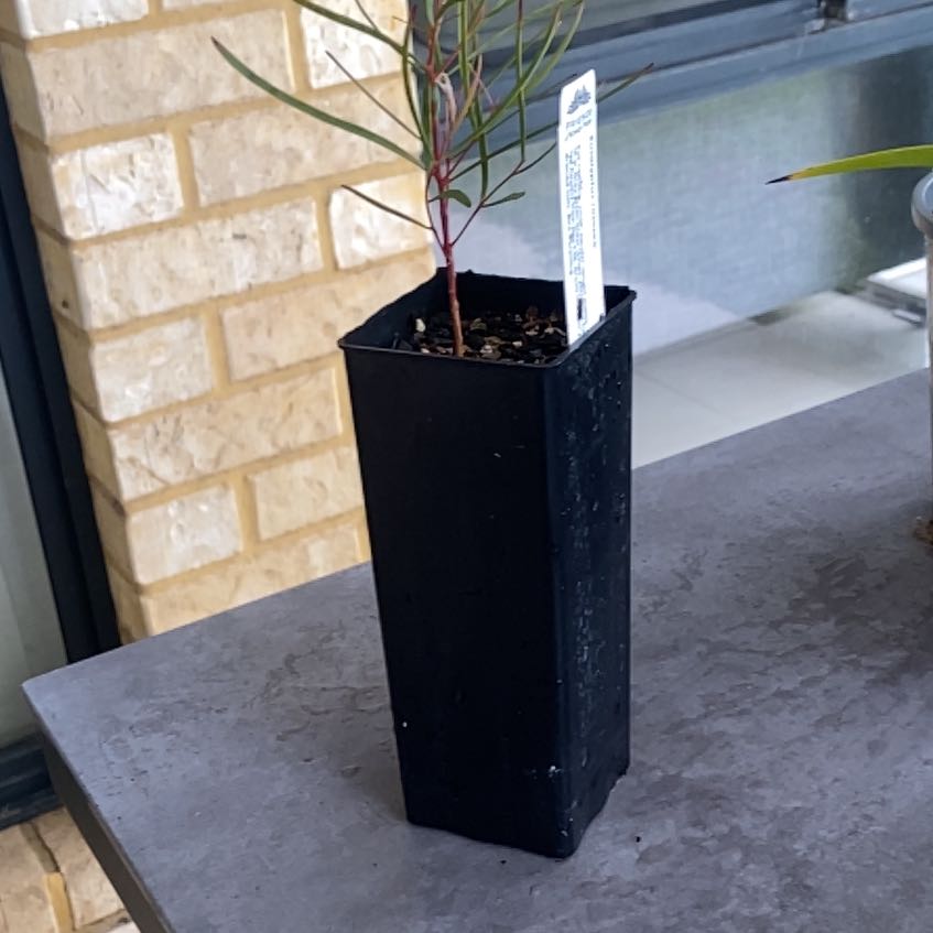 Photo of the plant species Eucalyptus rosacea by @YokeLychee7 named Orlando Bloom on Greg, the plant care app