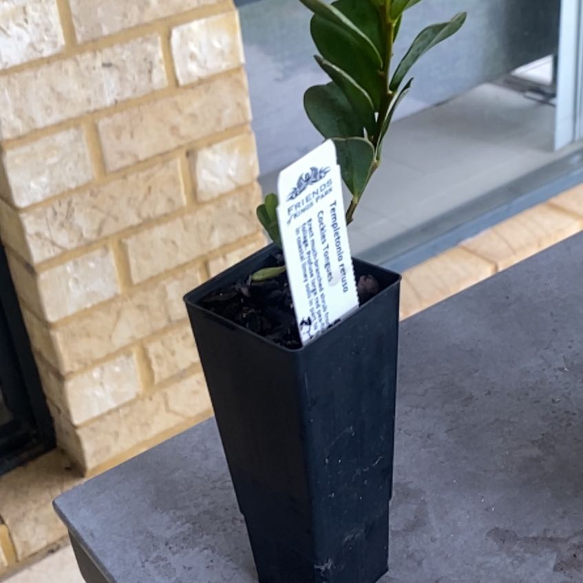Photo of the plant species Cockies Tongue by @YokeLychee7 named Girlfrond on Greg, the plant care app