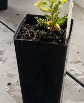 Photo of the plant species Chenille Honey-Myrtle by @YokeLychee7 named Homer on Greg, the plant care app