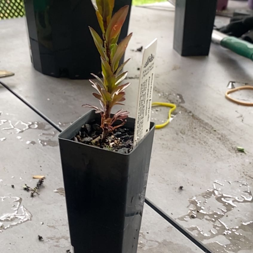 Photo of the plant species Bluebell Creeper by @YokeLychee7 named Oscar on Greg, the plant care app
