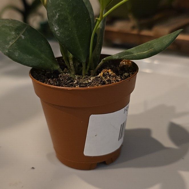 Photo of the plant species Hoya bilobata by @FestiveTagetes named Nefertiti on Greg, the plant care app