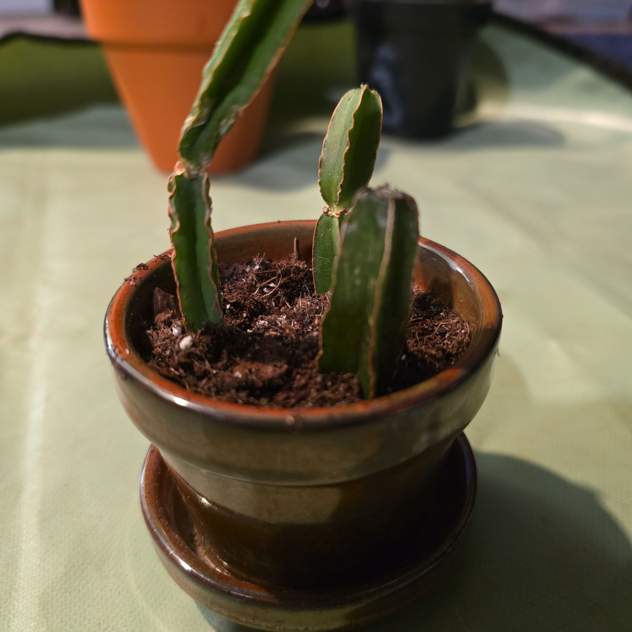 Photo of the plant species Adamant Creeper by @FestiveTagetes named Eddie on Greg, the plant care app