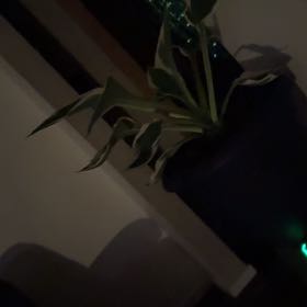 Photo of the plant species Minuteman Hosta by @SinewyIcarus84 named Tree Diddy on Greg, the plant care app