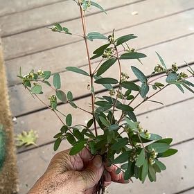 Photo of the plant species Hyssopleaf Sandmat by @BackupRedclaws named Homer on Greg, the plant care app