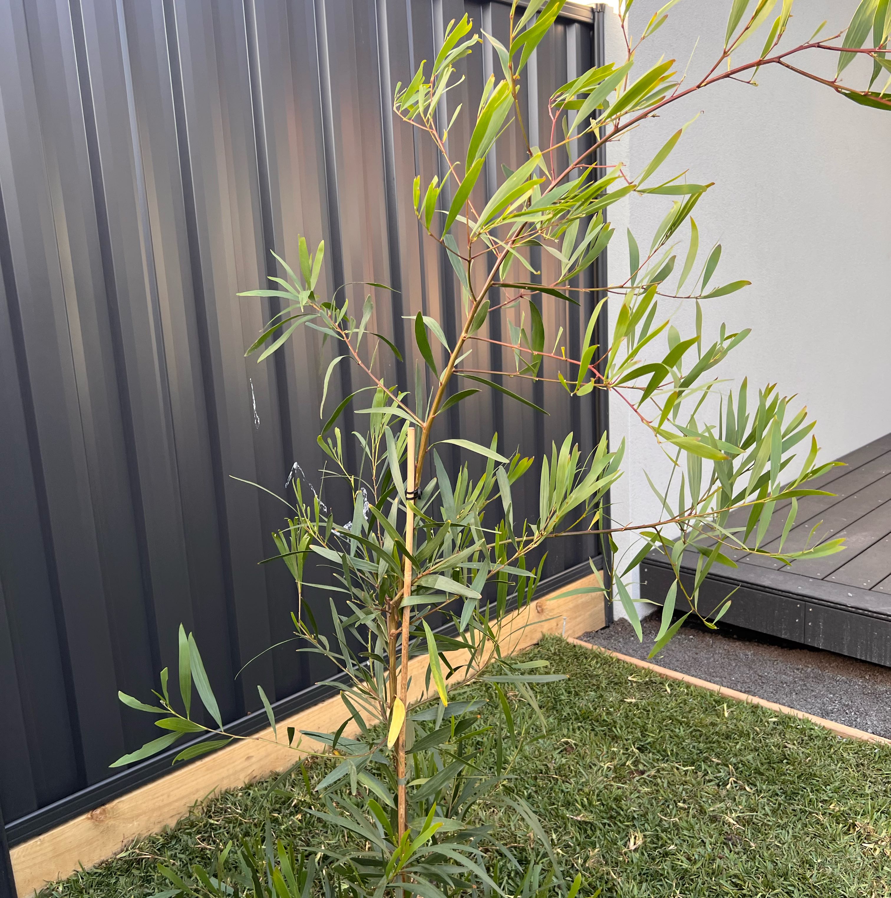 Photo of the plant species Retinodes Water Wattle by @WellbuiltAlbo53 named Cleopatra on Greg, the plant care app