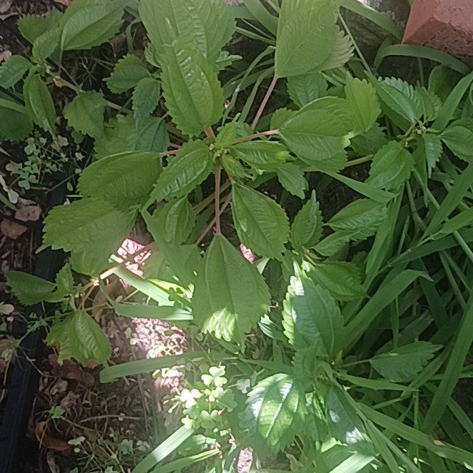 Photo of the plant species Canadian Clearweed by @TycoonNeem37 named Oscar on Greg, the plant care app