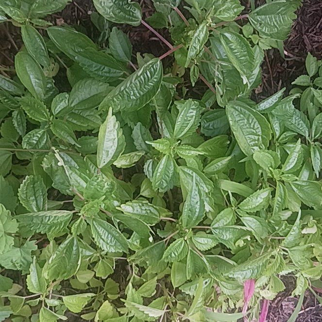 Photo of the plant species Canadian Clearweed by @TycoonNeem37 named Sage on Greg, the plant care app