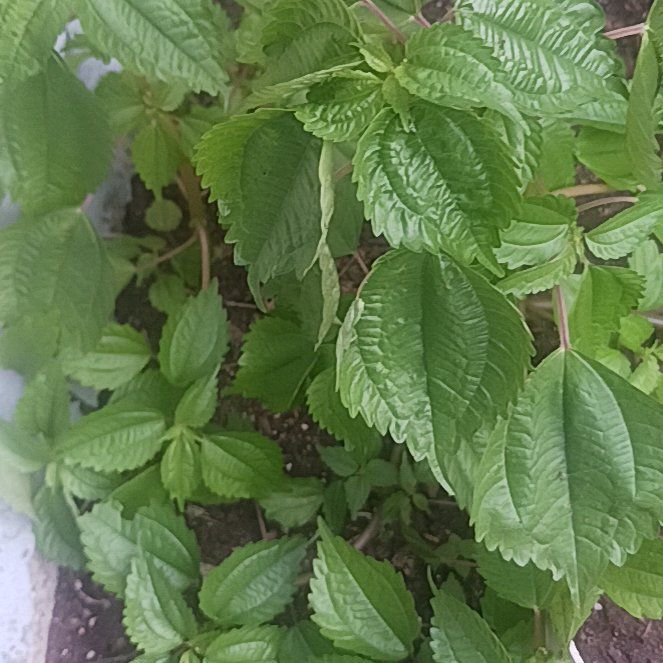 Photo of the plant species Canadian Clearweed by @TycoonNeem37 named Sahara on Greg, the plant care app