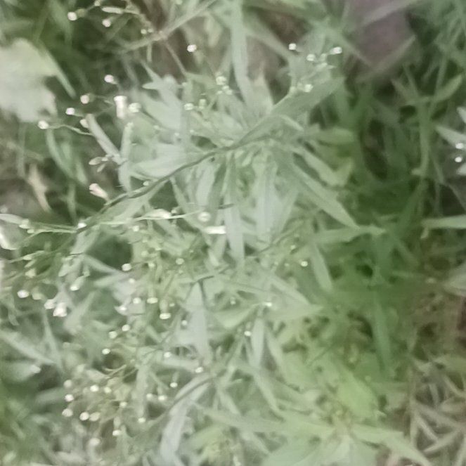 Photo of the plant species Wild Wormwood by @TycoonNeem37 named Harper on Greg, the plant care app