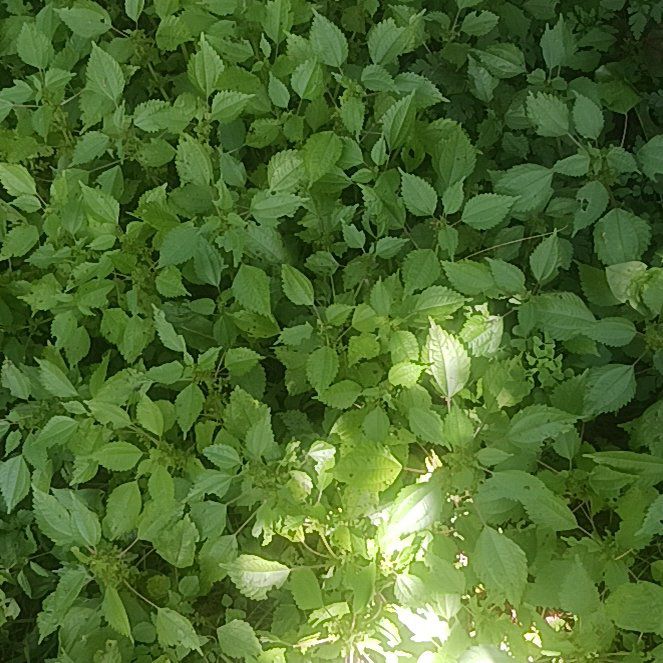 Photo of the plant species Parietaria Judaica by @TycoonNeem37 named Tolkien on Greg, the plant care app