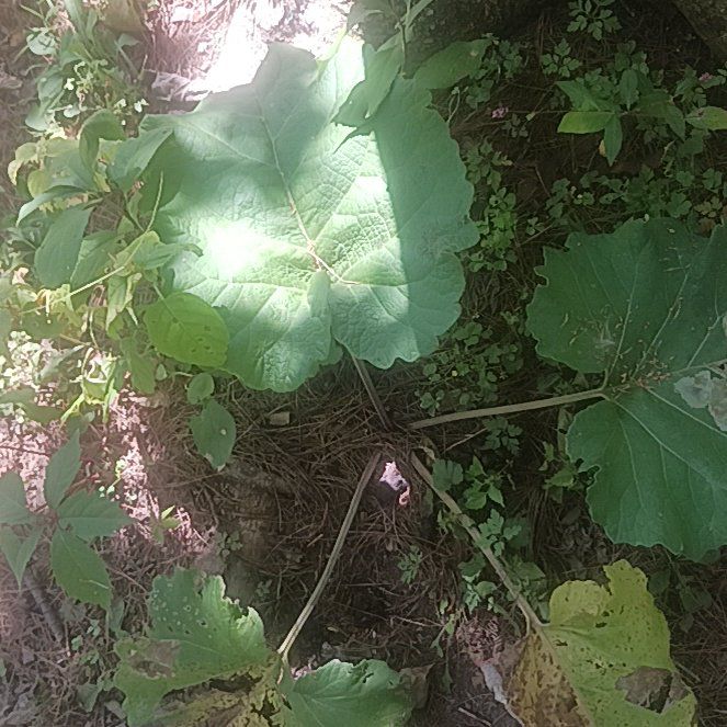 Photo of the plant species Lesser Burdock by @TycoonNeem37 named ChloroPhil on Greg, the plant care app